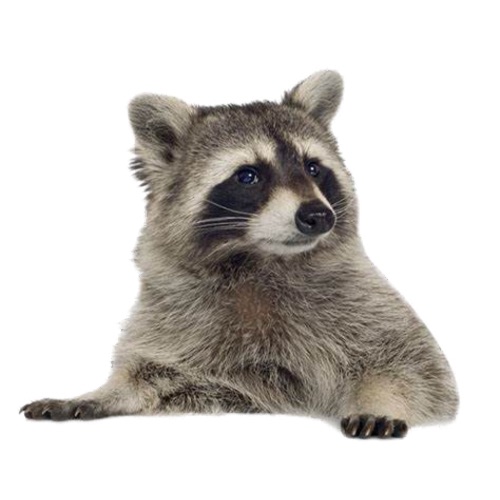 racoon realness, simple and cute